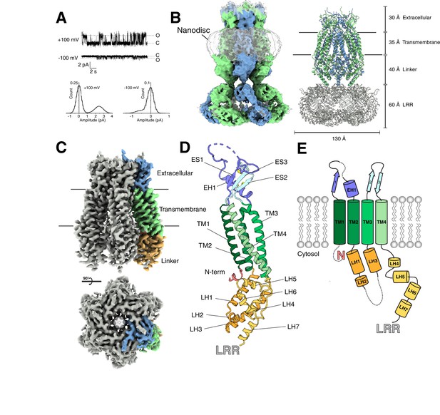 Cryo-EM structures of the DCPIB-inhibited volume-regulated anion ...