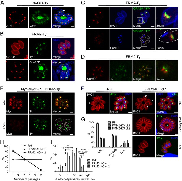 Three F-actin assembly centers regulate organelle inheritance, cell ...