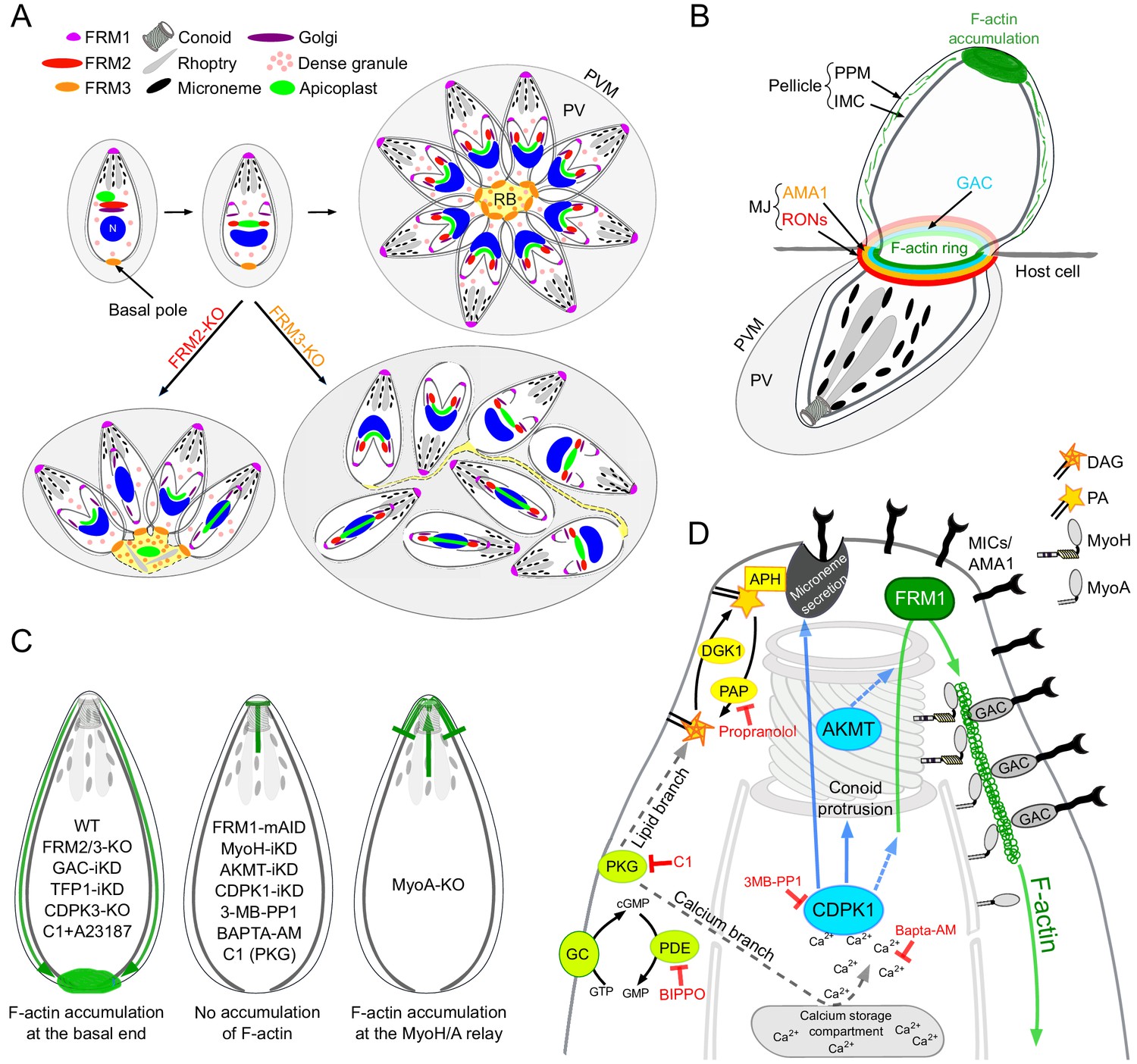 Figures and data in Three F-actin assembly centers regulate organelle ...