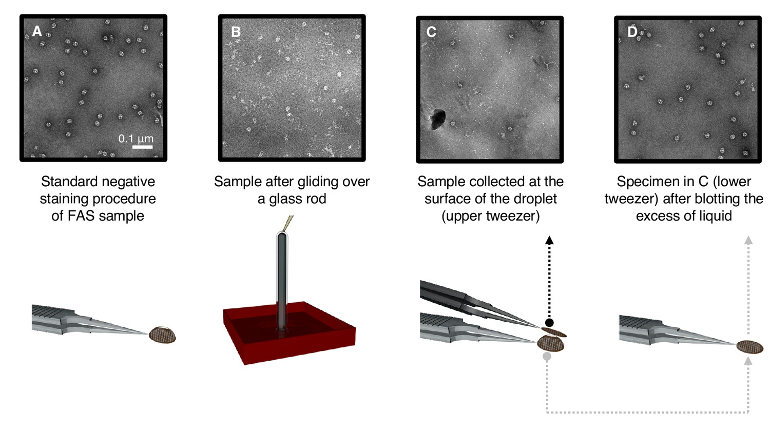 Protein Denaturation At The Air-water Interface And How To Prevent It ...