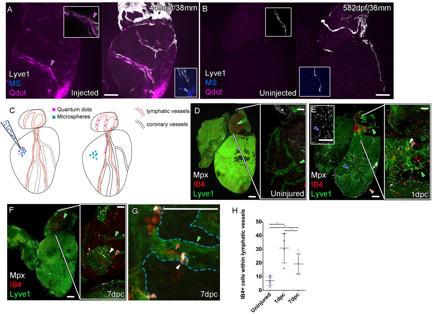 Figures and data in Late developing cardiac lymphatic Figures and data in Late developing cardiac lymphatic