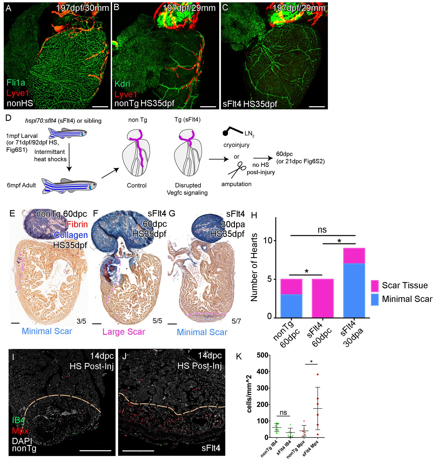 Figures and data in Late developing cardiac lymphatic Figures and data in Late developing cardiac lymphatic