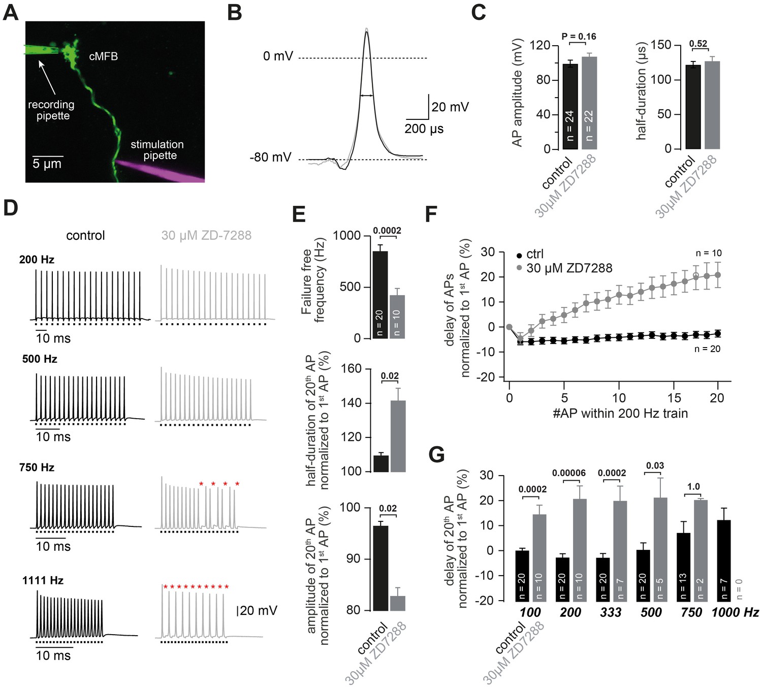 HCN channel-mediated neuromodulation can control action