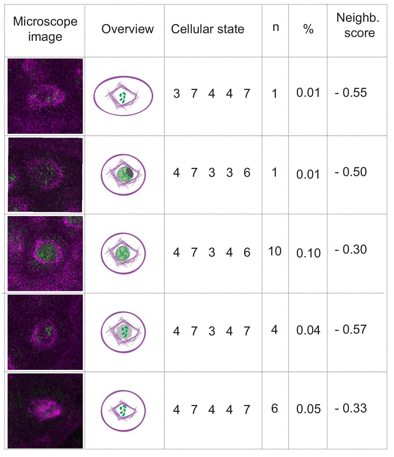 Live Cell Imaging Of Meiosis In Arabidopsis Thaliana Elife