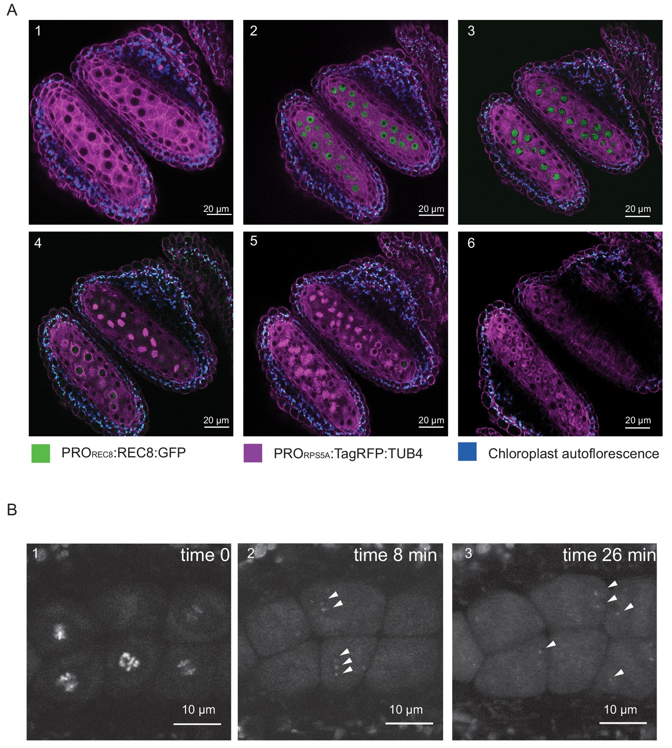 Figures And Data In Live Cell Imaging Of Meiosis In Arabidopsis Thaliana ELife