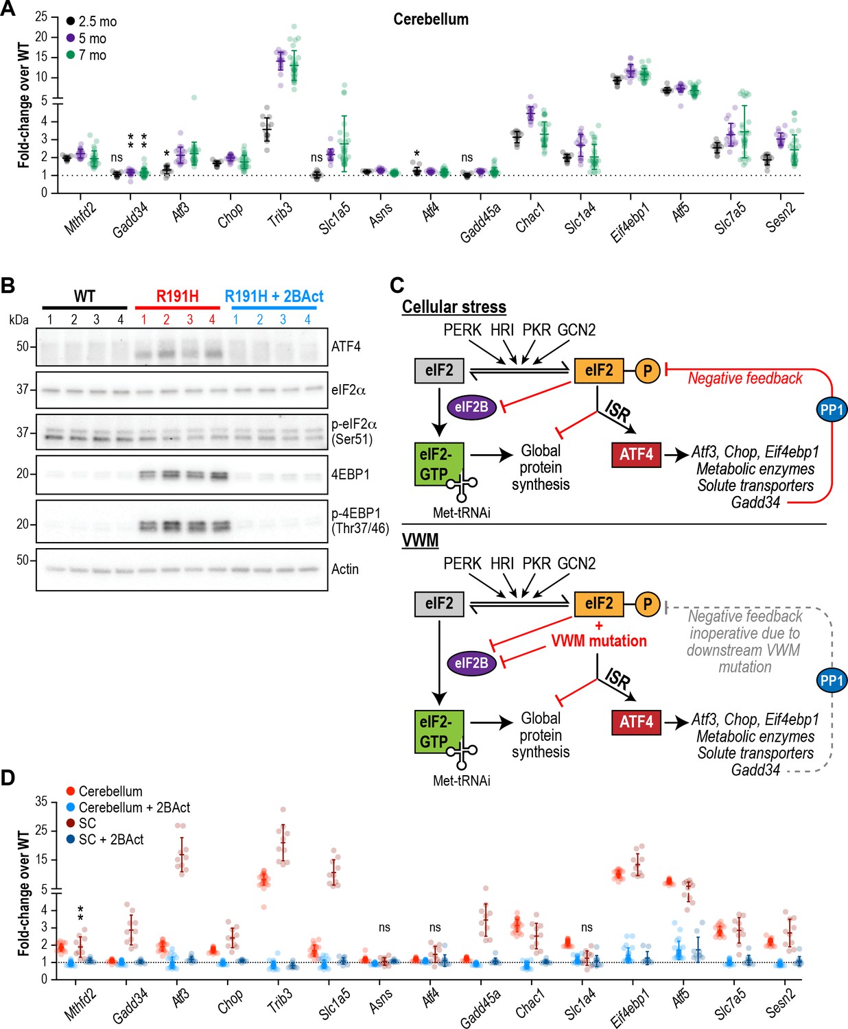 Eif2b Activator Prevents Neurological Defects Caused By A Chronic Integrated Stress Response Elife