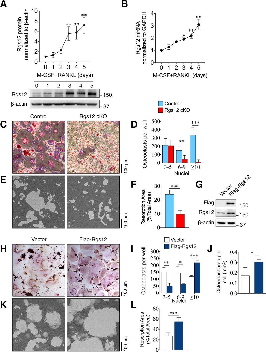 RGS10 physically and functionally interacts with STIM2 and requires  store-operated calcium entry to regulate pro-inflammatory gene expression  in microglia - ScienceDirect