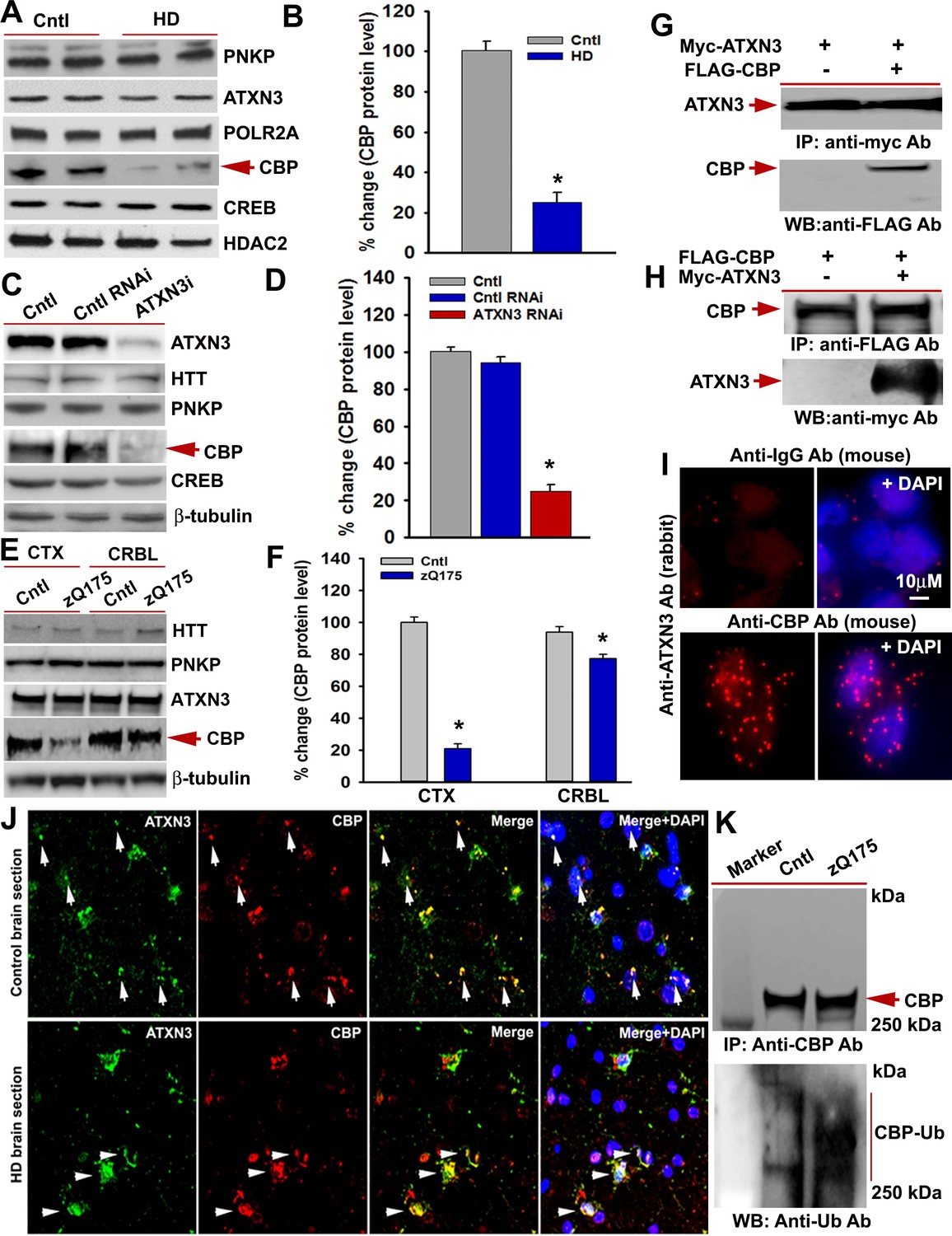 Mutant Huntingtin Impairs PNKP And ATXN3, Disrupting DNA Repair And ...