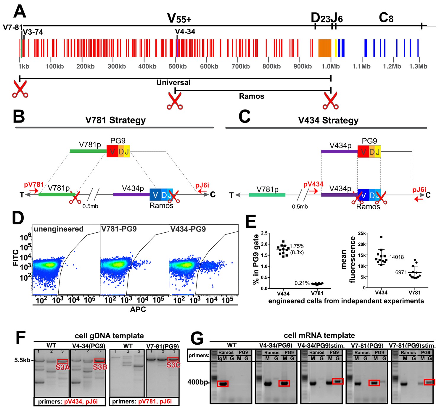 Reprogramming The Antigen Specificity Of B Cells Using Genome-editing ...