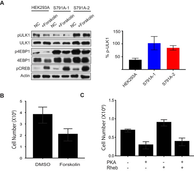 Figures And Data In Gpcr Signaling Inhibits Mtorc Via Pka