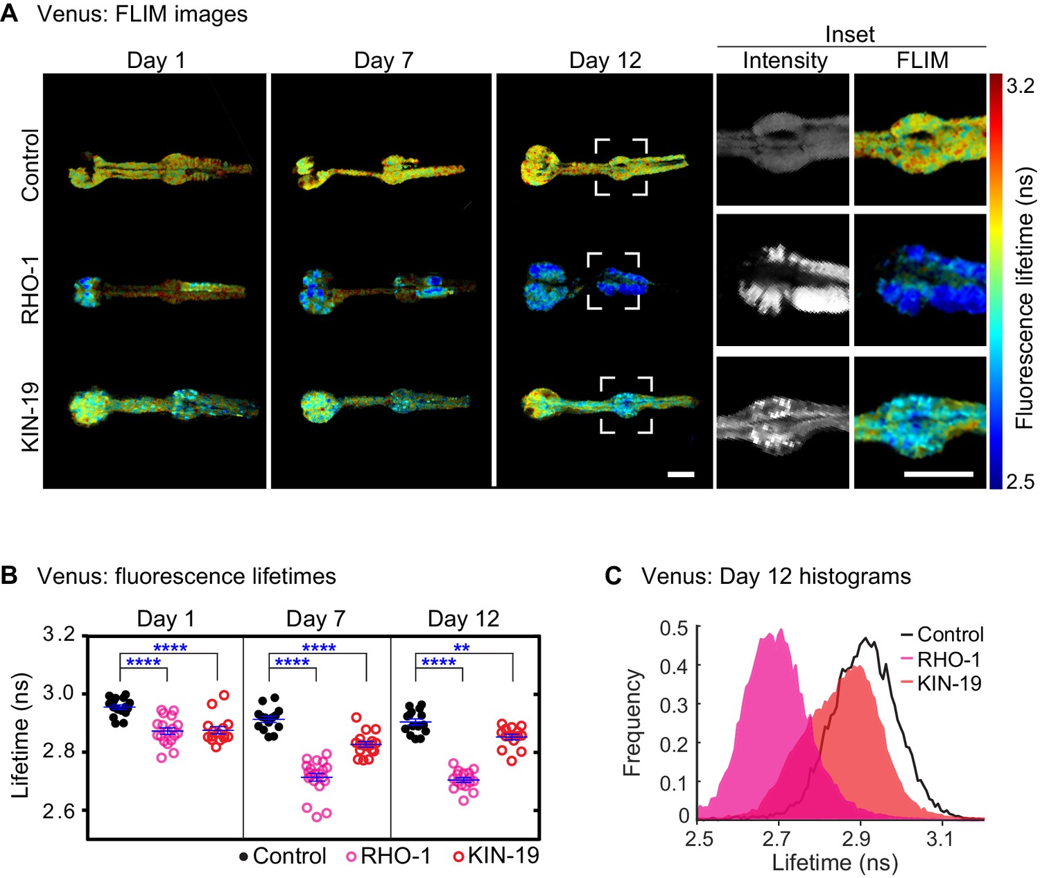 Intrinsically Aggregation Prone Proteins Form Amyloid Like Aggregates And Contribute To Tissue Aging In Caenorhabditis Elegans Elife