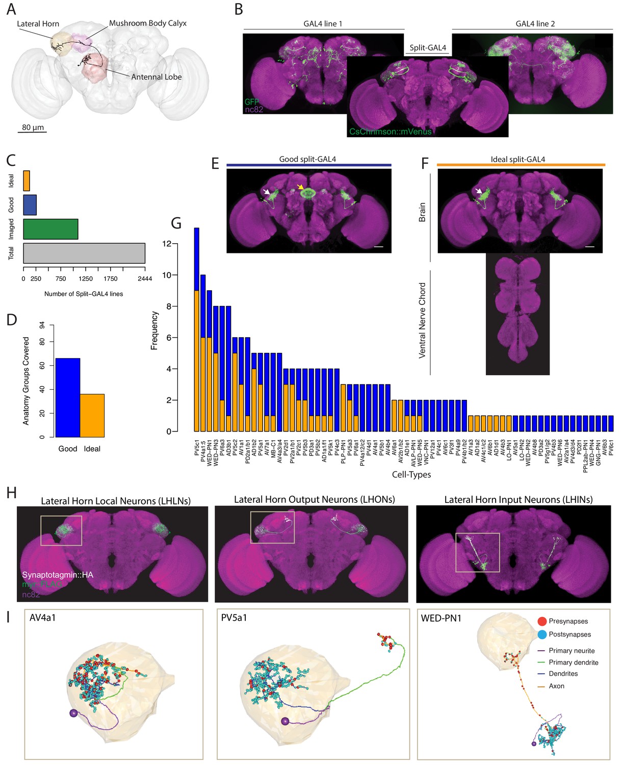 neurogenetic-dissection-of-the-drosophila-lateral-horn-reveals-major