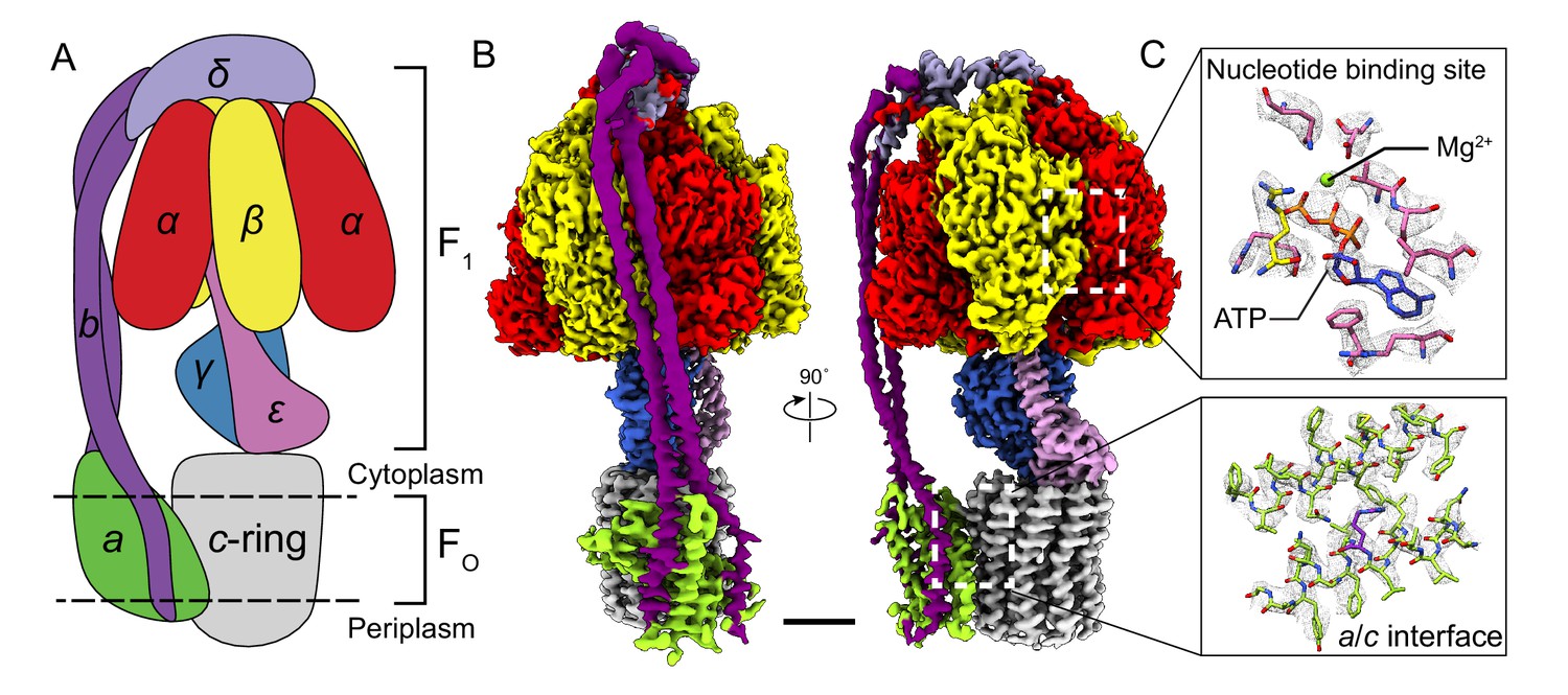 Structure Of A Bacterial Atp Synthase Elife