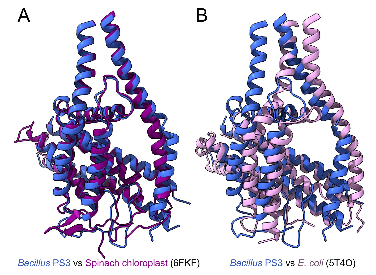 Figures and data in Structure of a bacterial ATP synthase | eLife