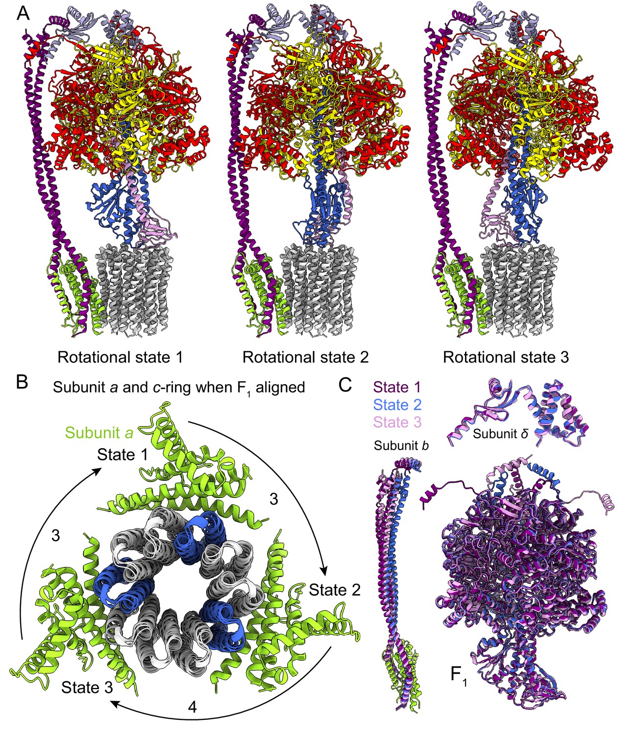 Structure Of A Bacterial ATP Synthase | ELife