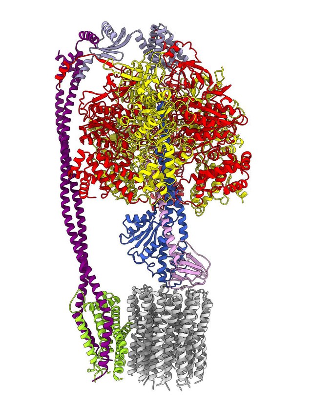 Structure Of A Bacterial ATP Synthase | ELife