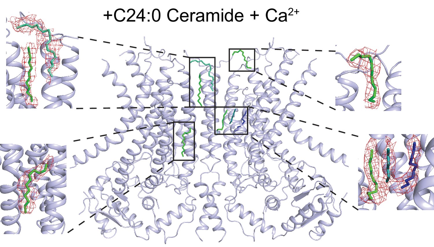 Figures And Data In Structural Basis Of Ca Dependent Activation And