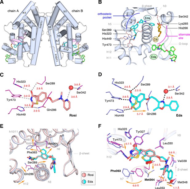 Cooperative cobinding of synthetic and natural ligands to the nuclear ...