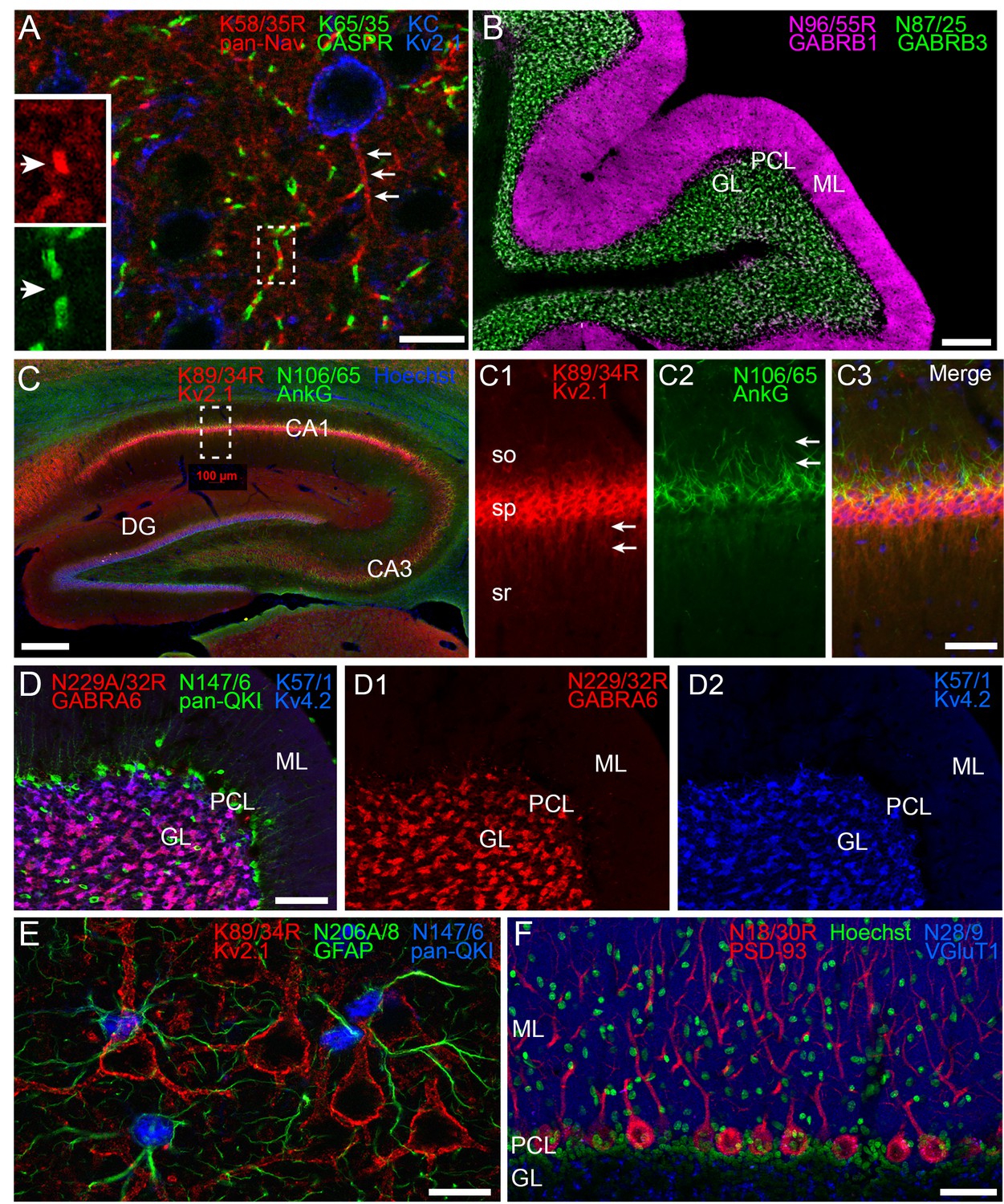 Full article: Impact of IgG subclass on monoclonal antibody