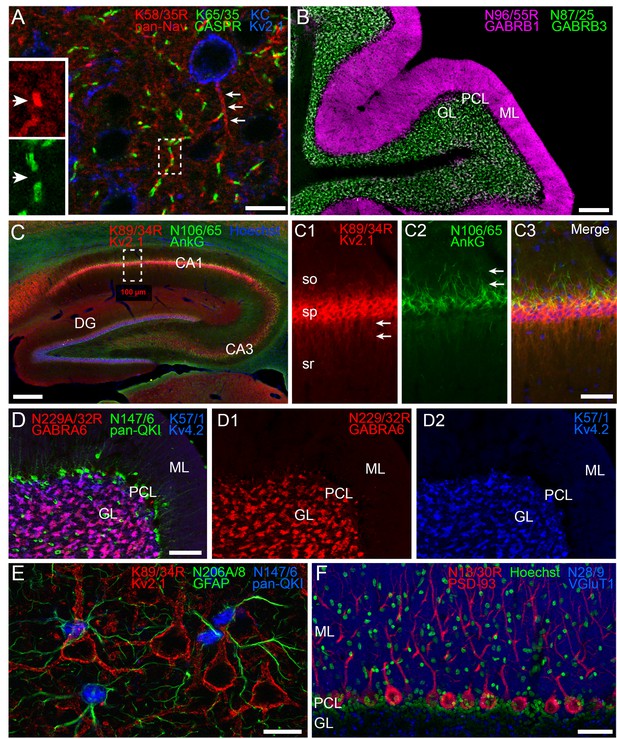 Figures and data in A toolbox of IgG subclass-switched recombinant ...