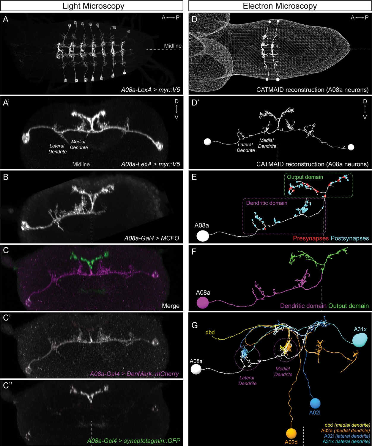 Regulation of subcellular dendritic synapse specificity by axon ...