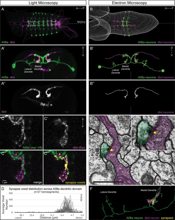 Figures and data in Regulation of subcellular dendritic synapse ...