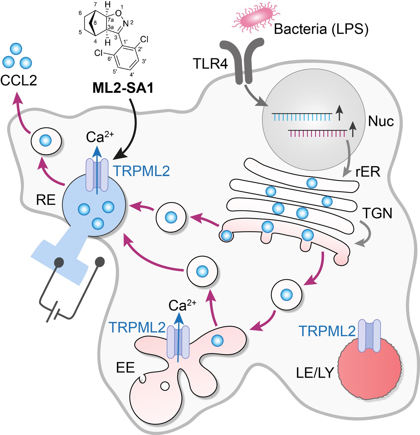 Cytokines Revealing The Secrets Of Secretion Elife 6464