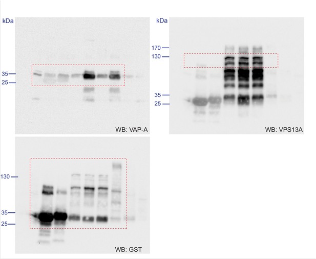 Figures and data in Human VPS13A is associated with multiple organelles ...