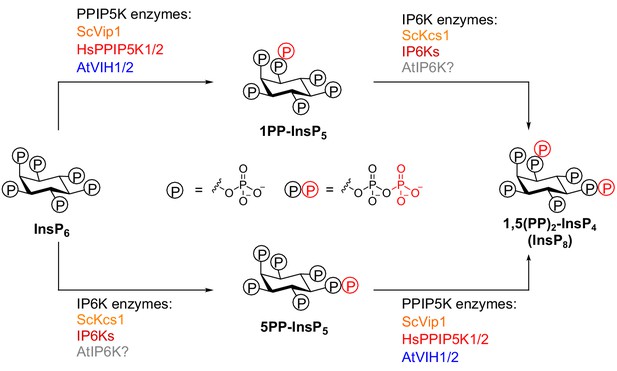 Figures And Data In Two Bifunctional Inositol Pyrophosphate Kinases ...