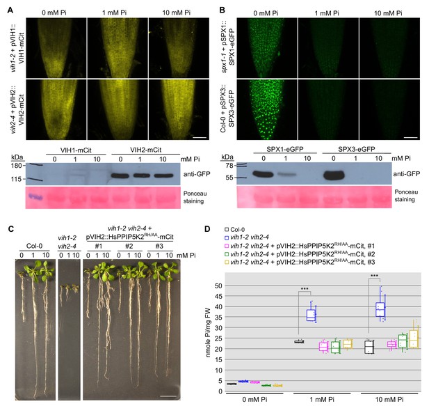 Figures And Data In Two Bifunctional Inositol Pyrophosphate Kinases ...