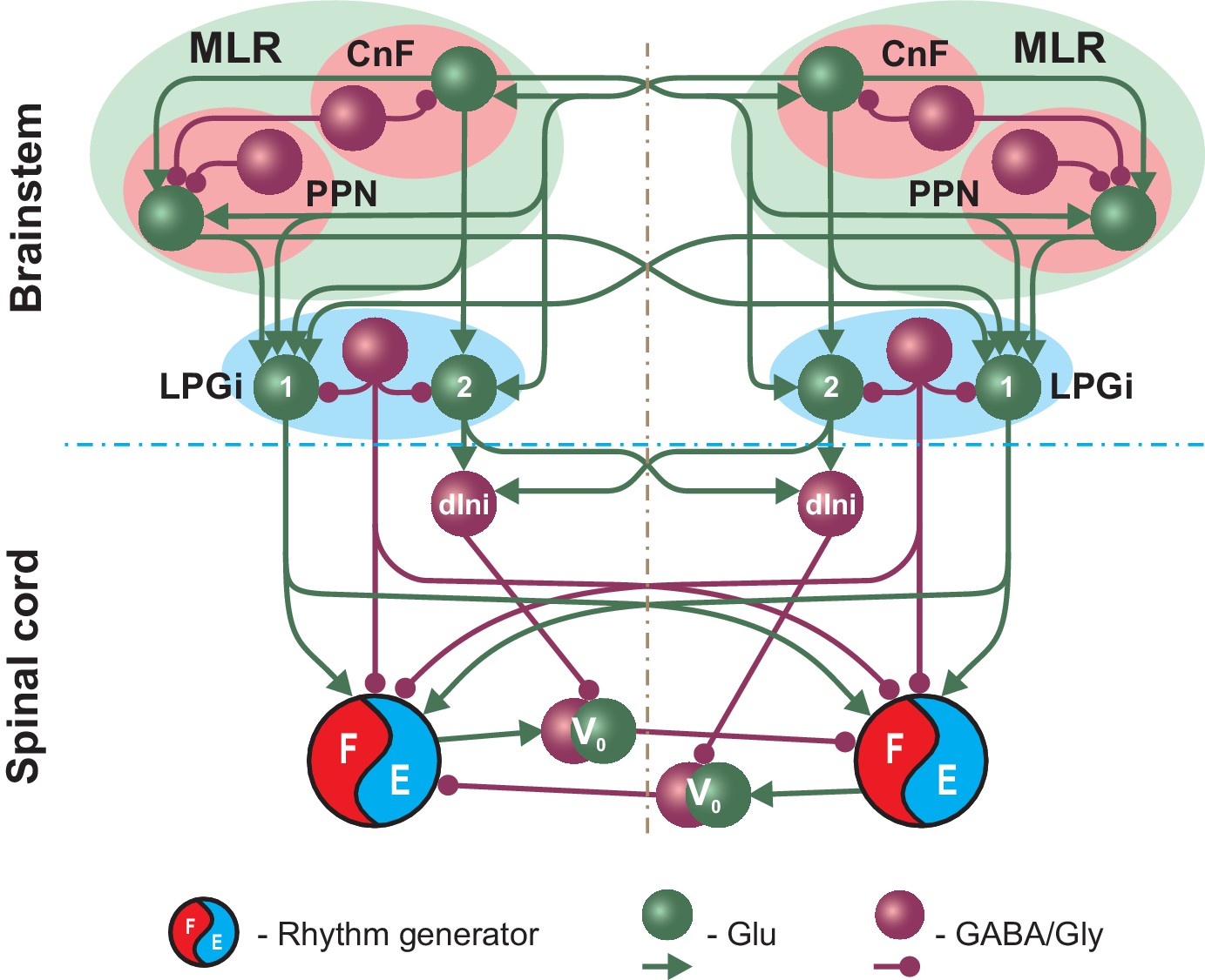 Frontiers  The Mesencephalic Locomotor Region: Beyond Locomotor Control