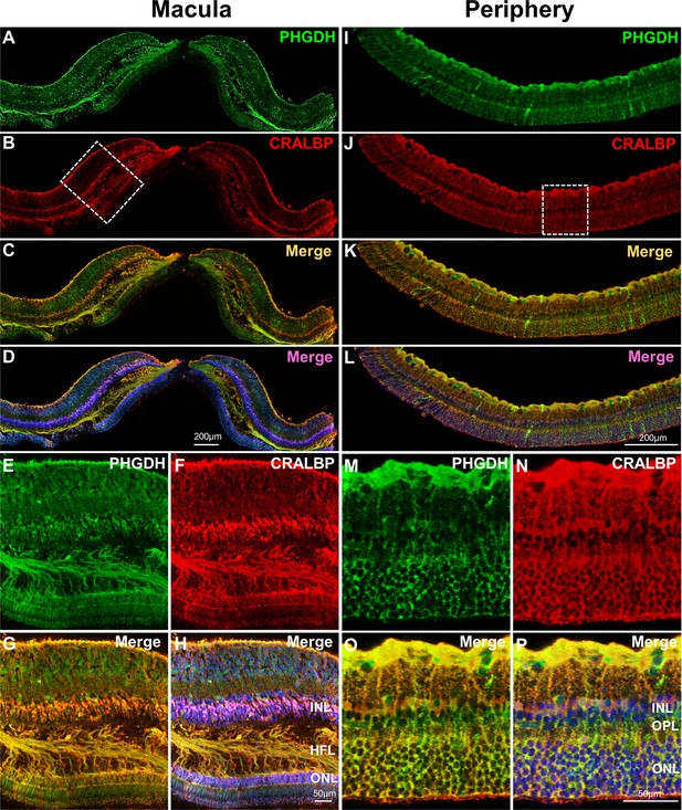 Human Macular M Ller Cells Rely More On Serine Biosynthesis To Combat