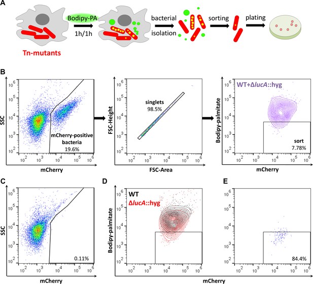 The genetic requirements of fatty acid import by Mycobacterium ...