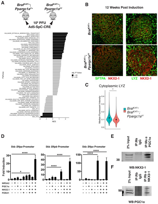 Figures and data in Mutationally-activated PI3’-kinase-α promotes de ...