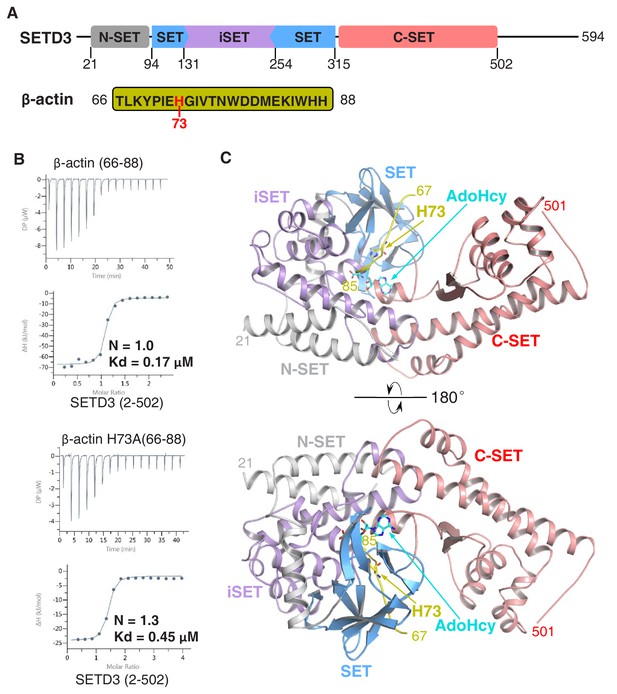 Figures And Data In Structural Insights Into SETD3-mediated Histidine ...