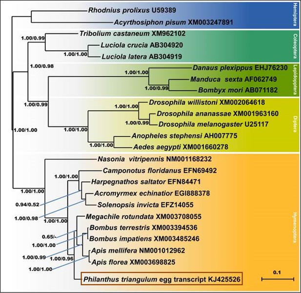 Figures And Data In Nitric Oxide Radicals Are Emitted By Wasp Eggs To