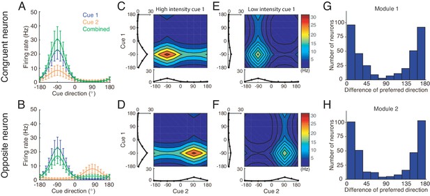 Complementary congruent and opposite neurons achieve concurrent ...