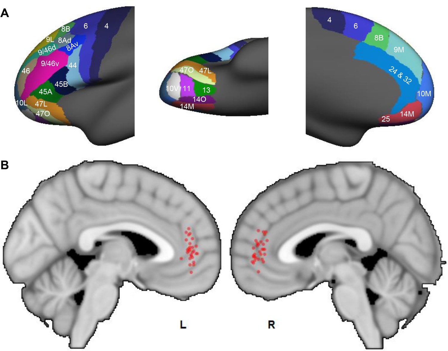 A Connectional Hub In The Rostral Anterior Cingulate Cortex Links Areas Of Emotion And Cognitive