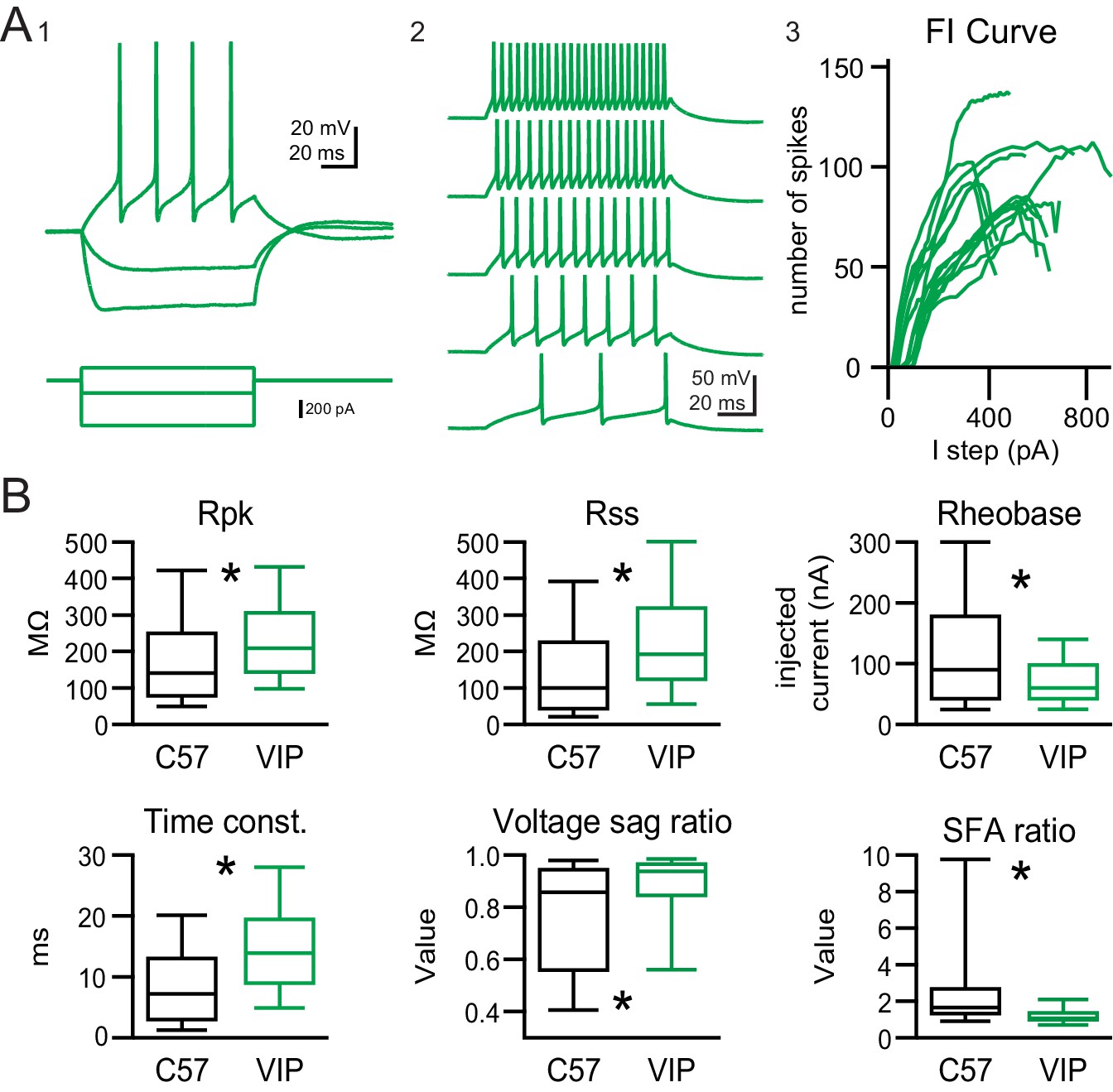A novel class of inferior colliculus principal neurons labeled in  vasoactive intestinal peptide-Cre mice | eLife