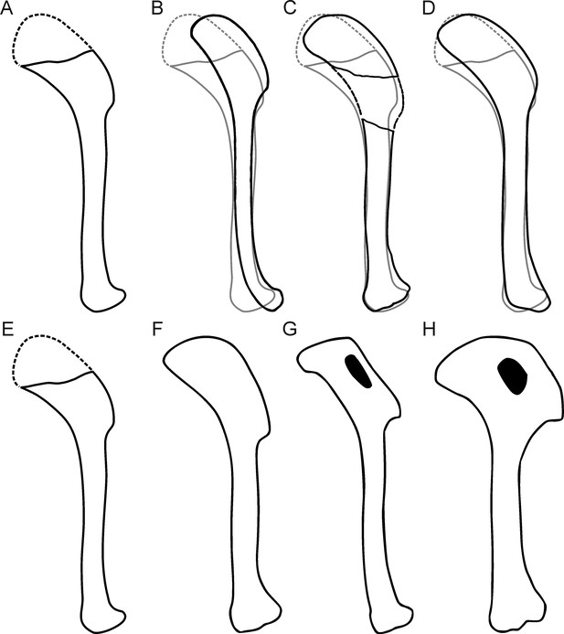 A non-archaeopterygid avialan theropod from the Late Jurassic of ...