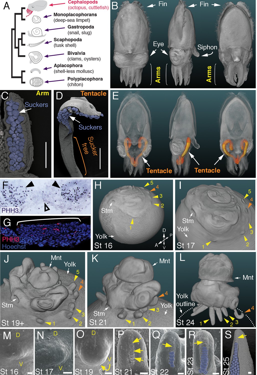 Evolution Of Limb Development In Cephalopod Mollusks Elife 9615