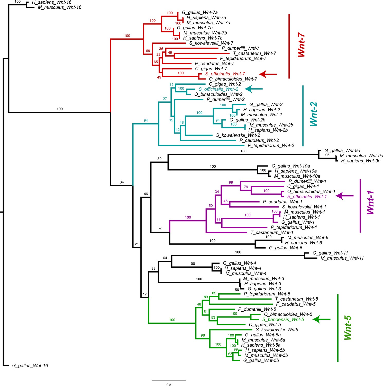 Figures and data in Evolution of limb development in cephalopod ...