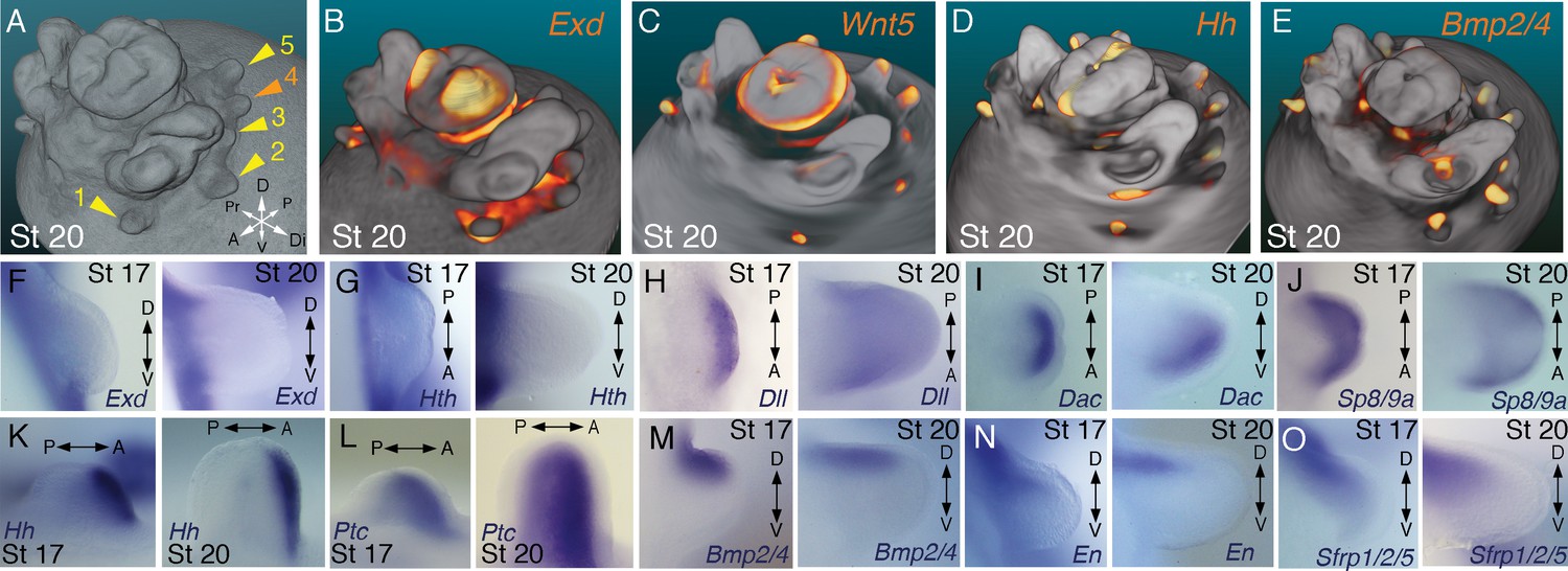 Evolution of limb development in cephalopod mollusks | eLife