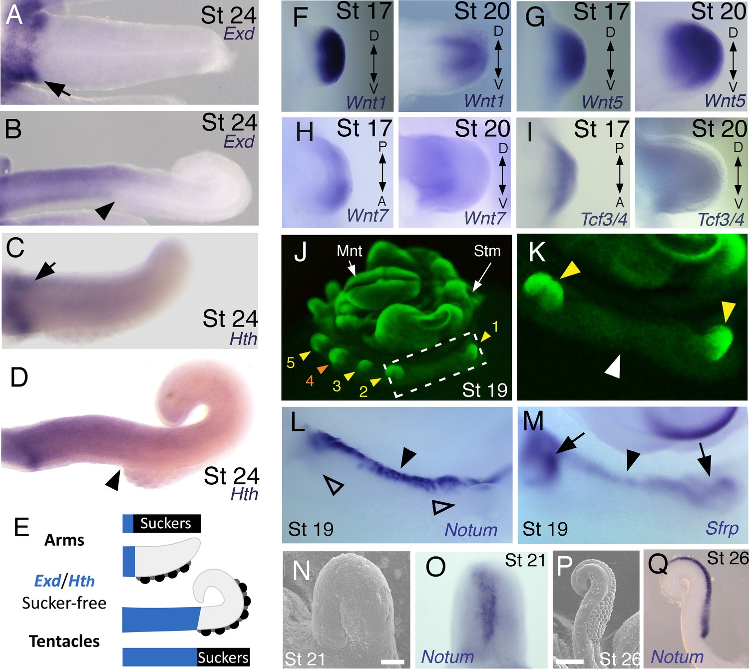 Evolution Of Limb Development In Cephalopod Mollusks | ELife