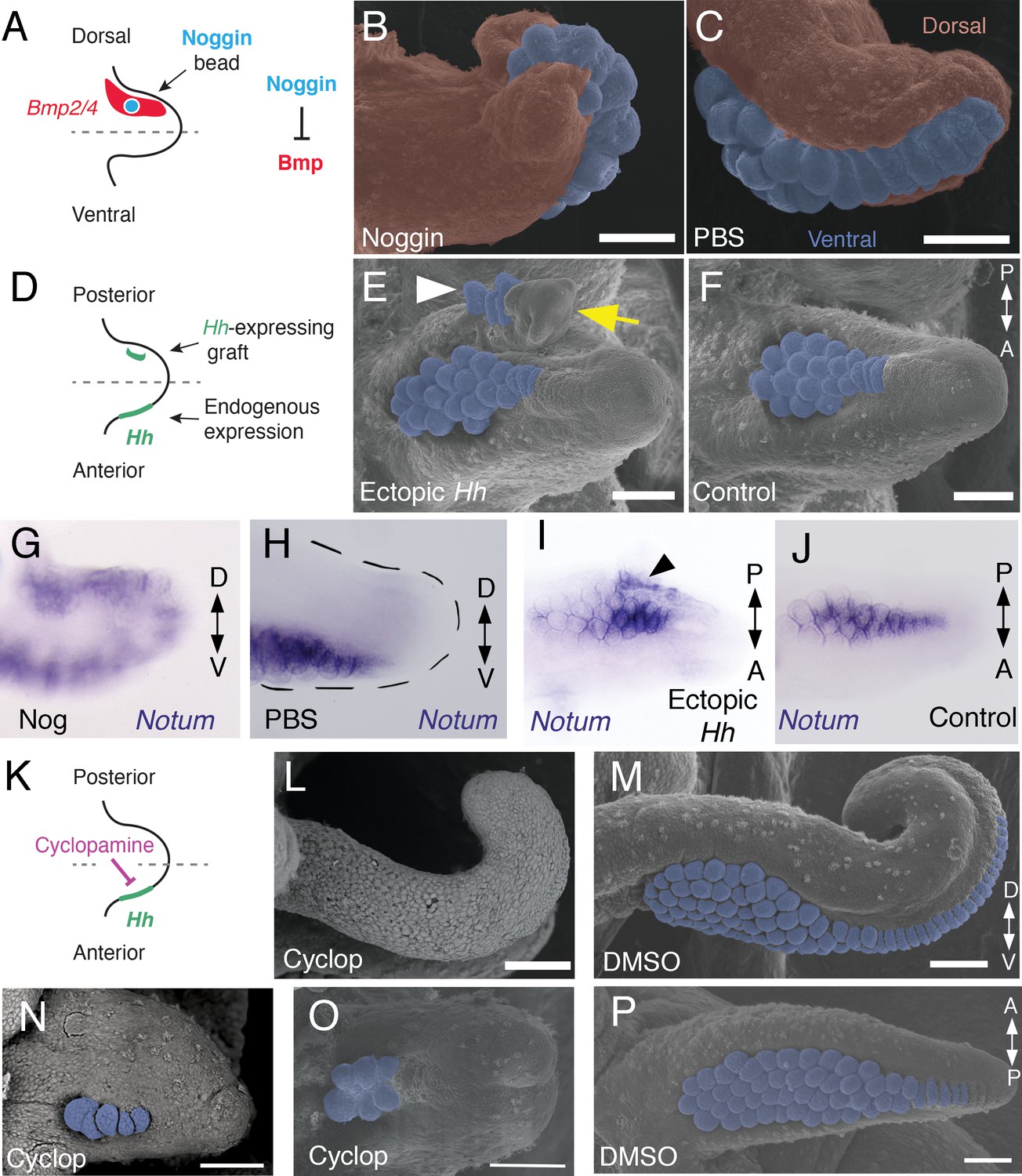 Evolution of limb development in cephalopod mollusks | eLife