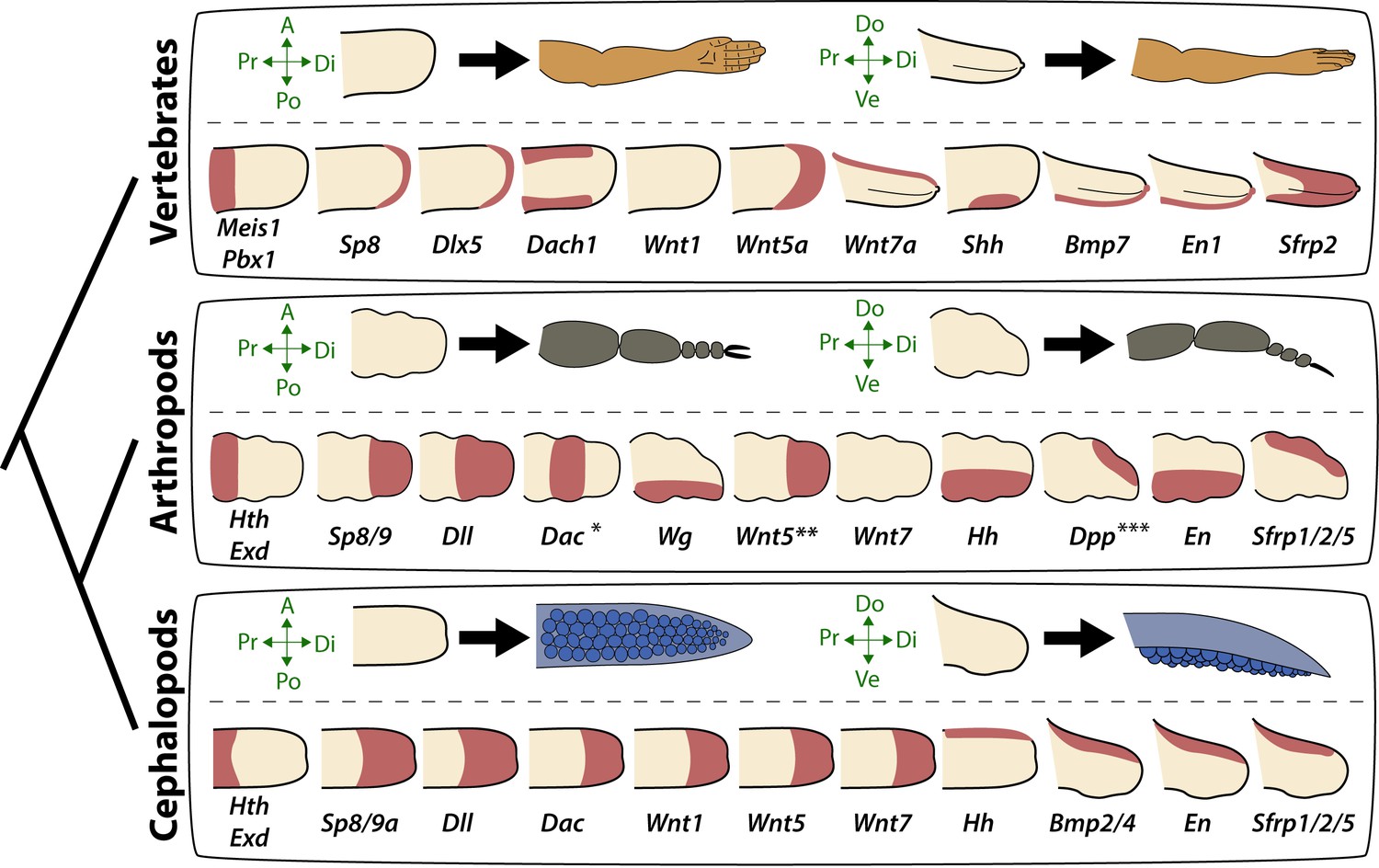 Evolution Of Limb Development In Cephalopod Mollusks Elife