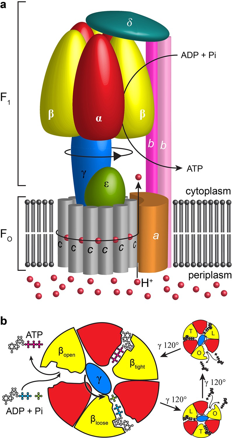 Atp Synthase Rotation Of The C Subunit Oligomer In Fully Functional 