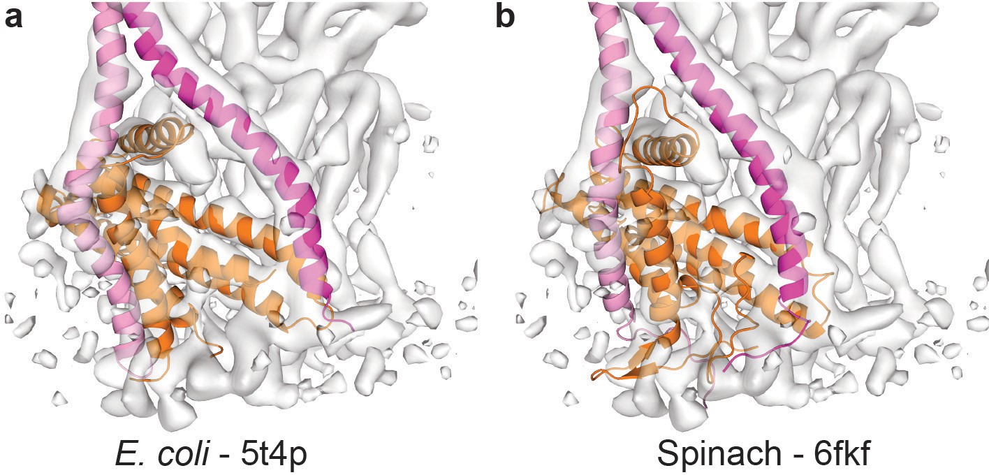 Cryo-EM reveals distinct conformations of E. coli ATP