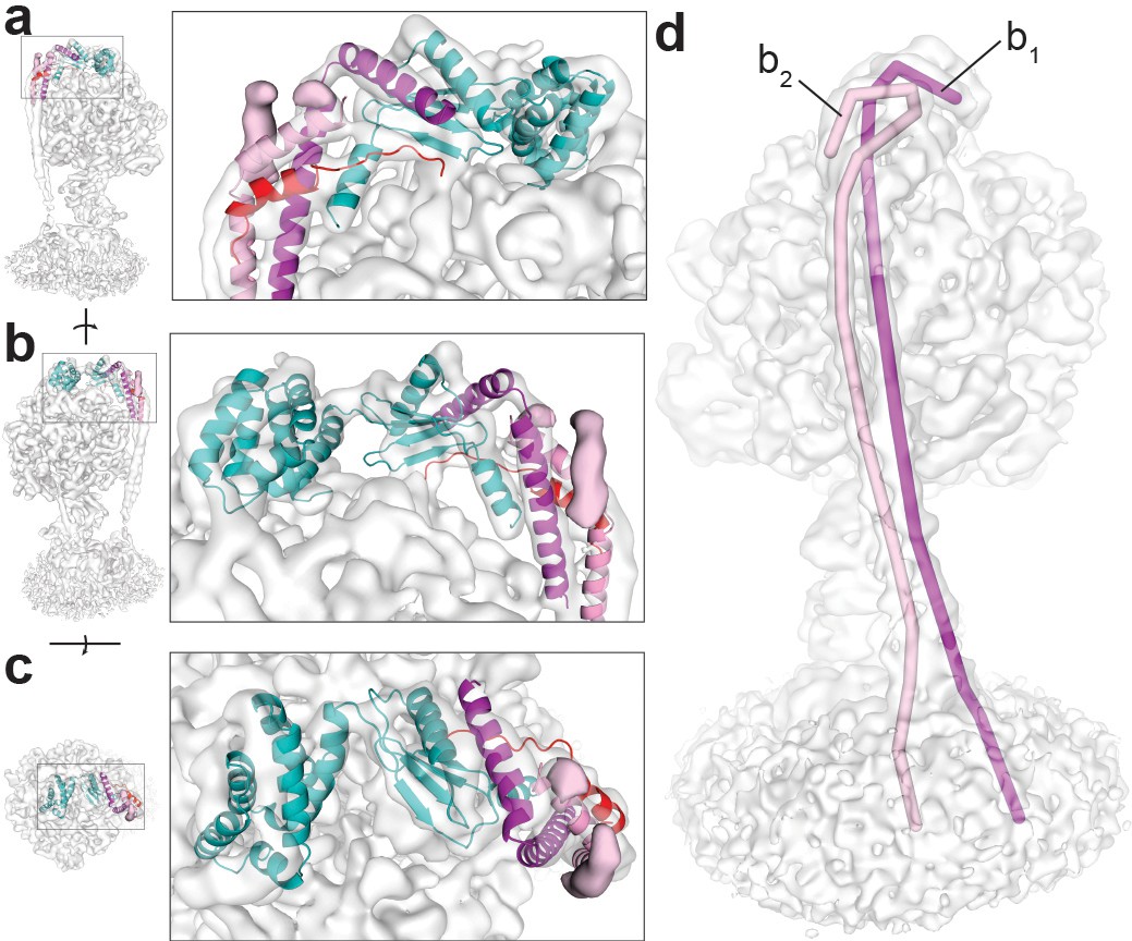 Cryo-EM reveals distinct conformations of E. coli ATP synthase on 