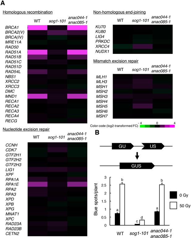 A regulatory module controlling stress-induced cell cycle arrest in ...